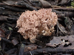 Ramaria botrytoides