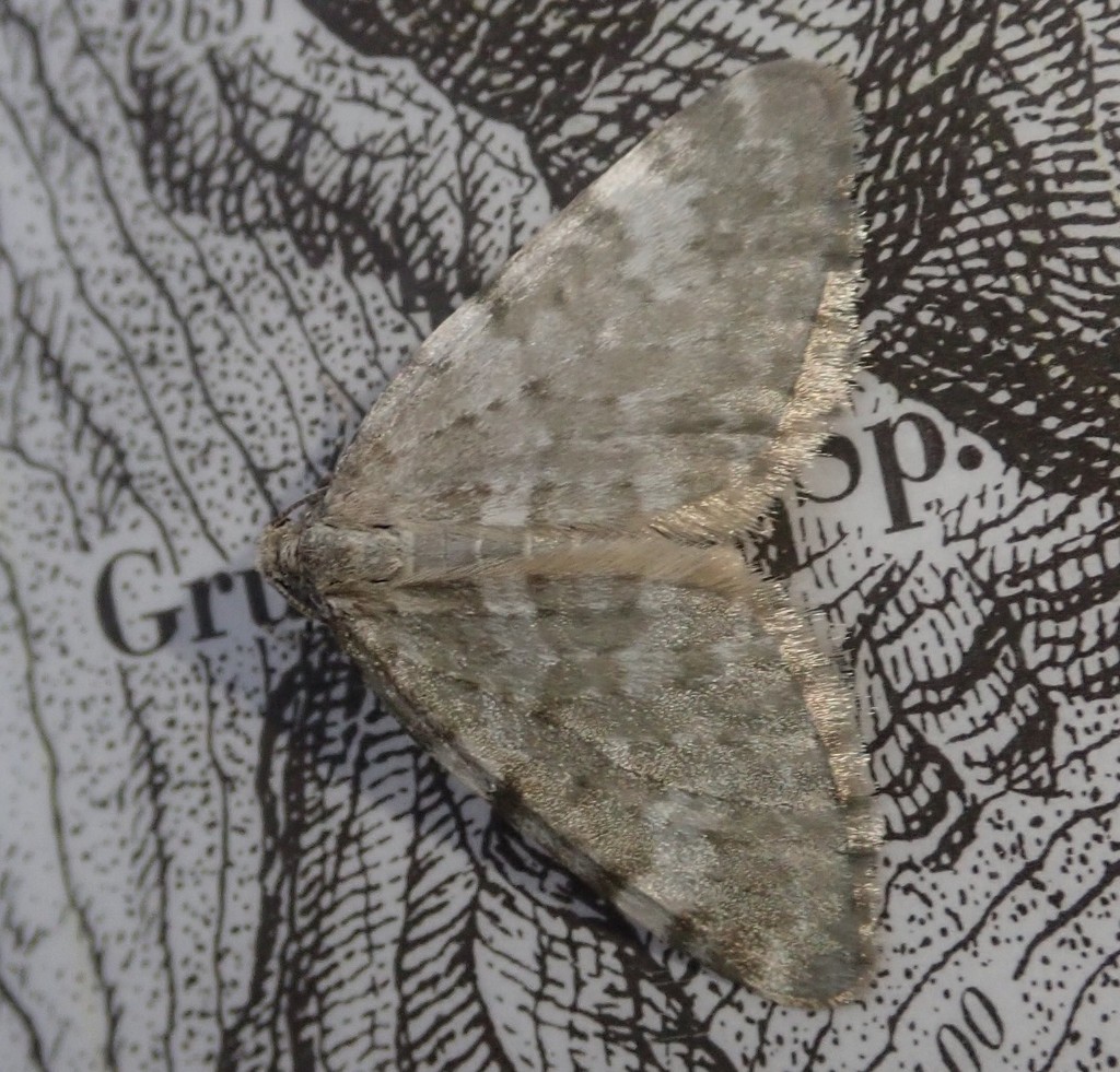 Perizoma incultaria