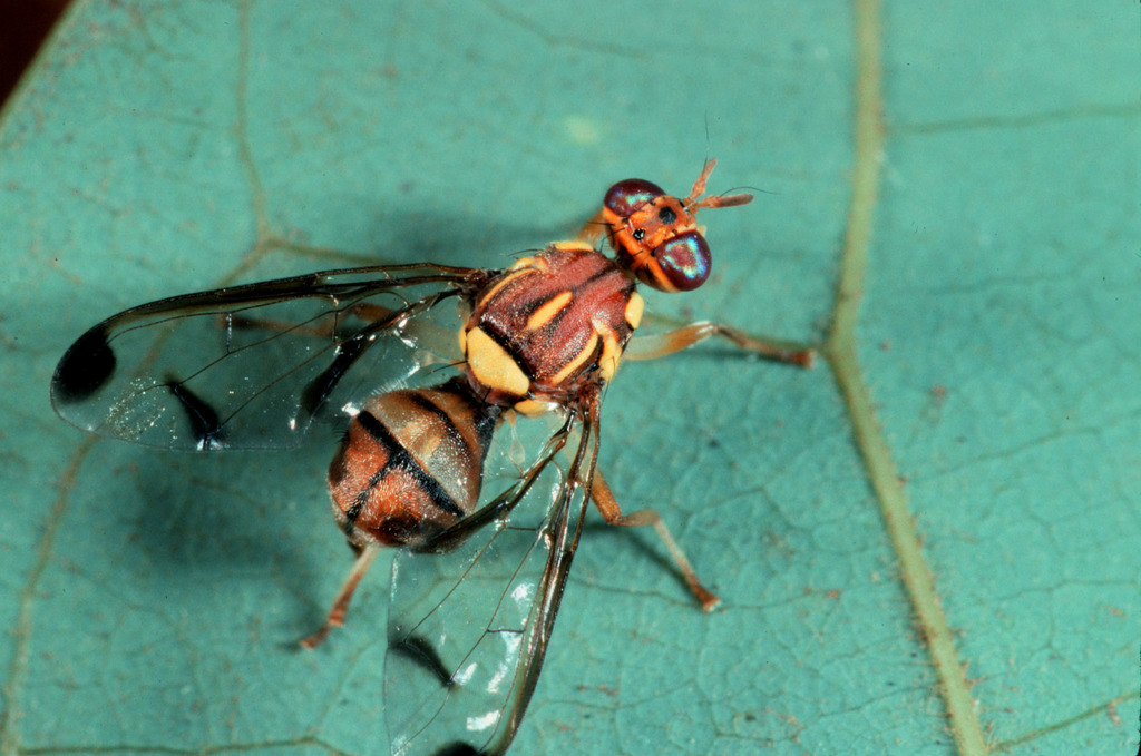 Melon Fly
