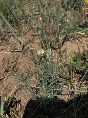 Linaria buriatica