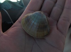Mactra stultorum
