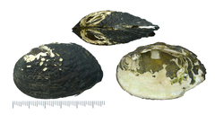 Inversiunio verrucosus