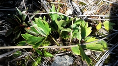 Ranunculus verticillatus