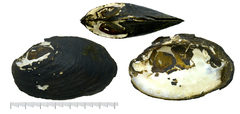 Lamprotula seomjinensis