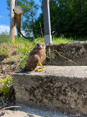 Falco tinnunculus