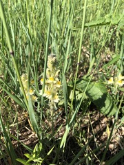 Linaria buriatica