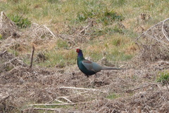 Phasianus versicolor
