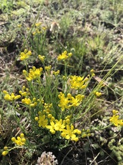 Haplophyllum dauricum