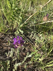 Astragalus laguroides