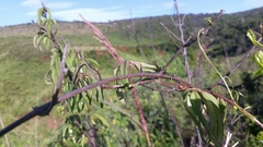 Dioscorea bemarivensis