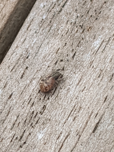 Oak Jumping Spider, 3701 BM Zeist, Netherlands, photo 6 of 10