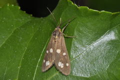 Dysauxes punctata