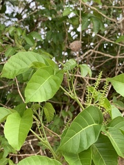 Allophylus timorensis