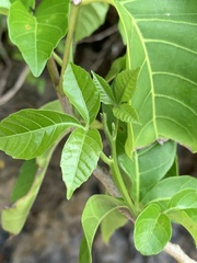 Allophylus timorensis