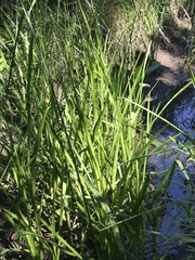 Sparganium glomeratum