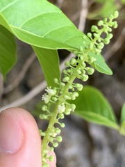 Allophylus timorensis