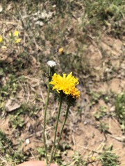 Crepis crocea