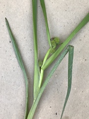 Sparganium glomeratum