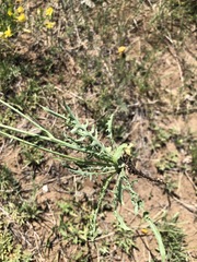 Crepis crocea