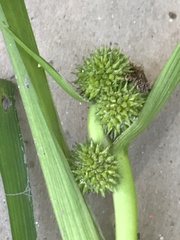 Sparganium glomeratum