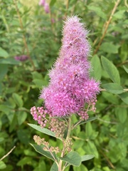 Spiraea salicifolia