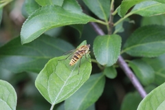 Thereva aurata