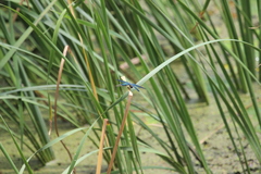 Rhyothemis fuliginosa