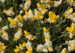 Echinospartum ibericum