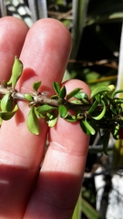 Coprosma depressa