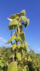 Dioscorea ovinala