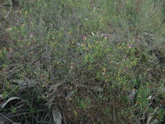 Drosanthemum karrooense