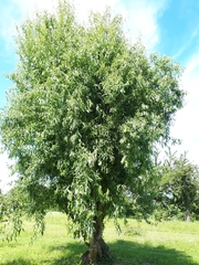 Salix babylonica tortuosa