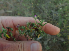 Drosanthemum karrooense