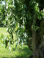 Salix babylonica tortuosa