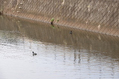 Fulica atra
