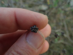 Drosanthemum karrooense