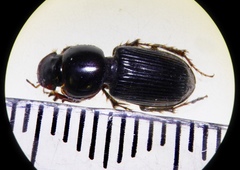 Acrossidius tasmaniae