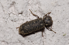 Lichenophanes varius