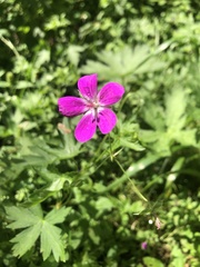 Geranium palustre