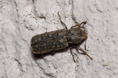 Lichenophanes varius