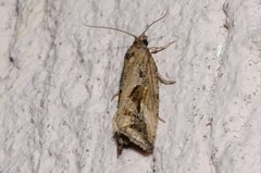 Endothenia quadrimaculana