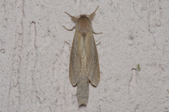 Phragmataecia castaneae