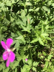 Geranium palustre
