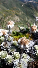 Leucogenes leontopodium