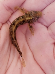 Paraclinus integripinnis