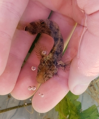 Paraclinus integripinnis