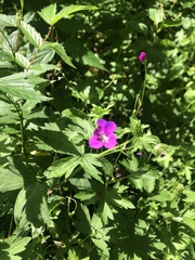 Geranium palustre