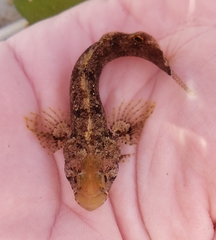 Paraclinus integripinnis