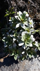 Celmisia hieraciifolia