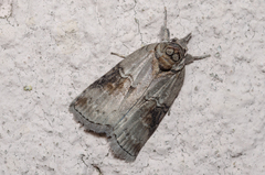 Nycteola asiatica